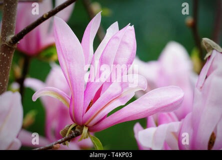 Vue rapprochée d'un magnolia en fleurs Banque D'Images