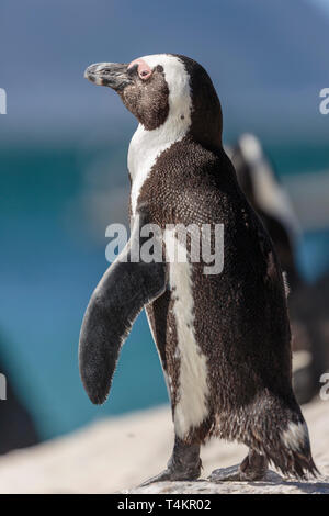 Manchot Spheniscus demersus, debout sur un rocher, à la recherche de l'appareil photo, à Simonstown, Afrique du Sud Banque D'Images