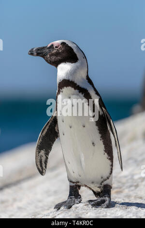 Manchot Spheniscus demersus,, debout sur un rocher et profiter du soleil, à Simonstown, Afrique du Sud Banque D'Images