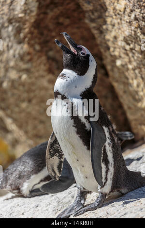 Manchot Spheniscus demersus,, debout sur un rocher et profiter du soleil, à Simonstown, Afrique du Sud Banque D'Images