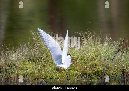 Sterne arctique (Sterna paradisaea) a fait un nid sur une petite île et couve d'œufs. C'est une maison d'oiseau dans le plein sens du terme. Ce l Banque D'Images