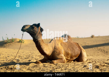 Les chameaux ( Arabian camel, dromader, Camelus dromedarius) reste après avoir atteint l'oasis. Le grand désert indien, Thar Banque D'Images