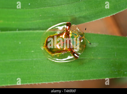 Macro Photographie d'insecte sur la tortue d'or Brin d'herbe Banque D'Images