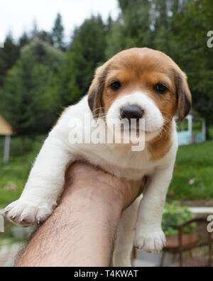 Un petit chiot beagle est assis sur un côté masculin tendu sur fond d'un jardin d'été Banque D'Images