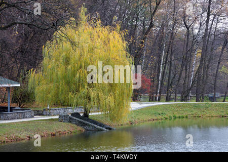 Beau vert saule pleureur branches tordues à la surface d'un étang dans un parc d'automne Banque D'Images