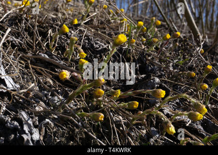 Fleur jaune du printemps. Tussilage fleur. Fleur jaune printemps mère et belle-mère Banque D'Images