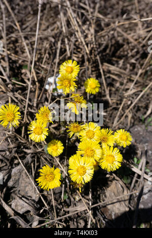 Au début du printemps jaune première mère et belle-mère fleur sur la masse à vide. Tussilago farfara plante médicale Banque D'Images