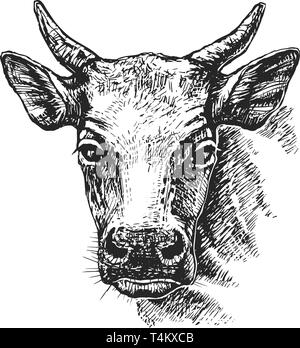 Croquis de tête vache Illustration de Vecteur