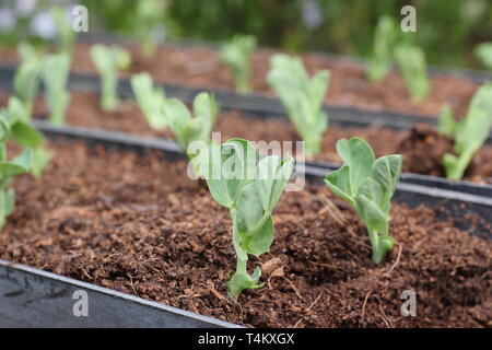 Pisum sativum 'Vétérinaire Héraut'. Pois mange-tout, ou la neige, cultivées à partir de graines sur une goulotte pour la facilité de la plantation, UK Banque D'Images