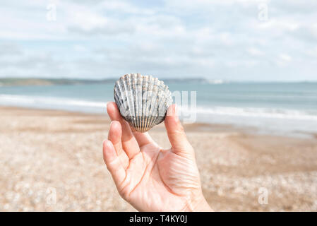 Woman's hand holding un coquillage sur la plage Banque D'Images