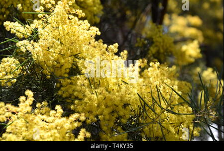 Acacia pycnantha, communément connue sous le nom de Golden Wattle, fleur nationale et l'Australie est communément connu sous le nom d'Acacias. Floraison de mimosa. Banque D'Images