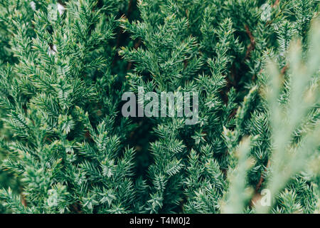 Sapin vert des branches d'arbre arrière-plan. Fluffy sapin brunch close up. Banque D'Images