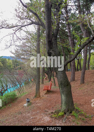 Arbre et banc en bois Banque D'Images