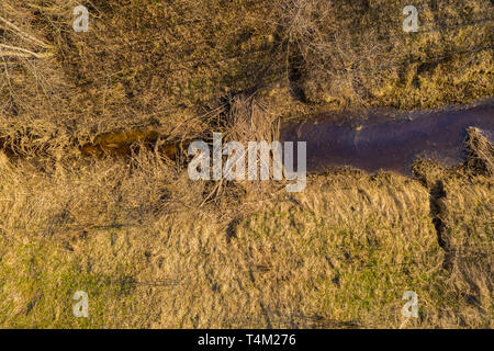 Vue du barrage de castors Drone en petite rivière au printemps journée ensoleillée. Photographie de drones. Banque D'Images