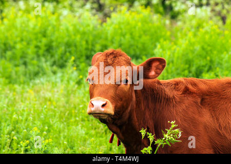 Les jeunes bovins brown vache laitière, génisse, est pâturée dans une ferme entre une herbe en été. Grosse vache au pâturage au printemps. Vache donne du lait, l'alimentation Banque D'Images