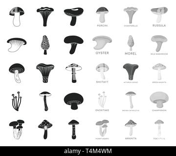 Toon'actarius,art,amanita,noir,.mono,boletus,brun,cap,champignon,chanterelle,collection,la délicatesse,design,enokitake,alimentation,vert,forêt,le miel,icon,illustration,indigo,logo,isolé,mashroom, lait, Morel,usine,huîtres,cèpes,produit,russula,set,symbole,shiitake,toadstool,truffe,web,vecteur vecteurs vecteur, , Illustration de Vecteur