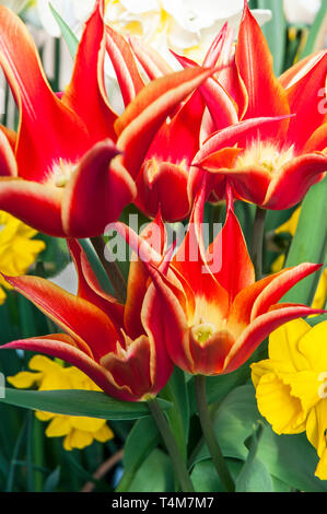 Les tulipes dans Aladdin une frontière avec narcissus Quail. Fleurs en forme de gobelet rouge avec des bords jaunes appartenant à la lys fleur de tulipes groupe Division 6 Banque D'Images