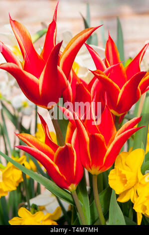 Les tulipes dans Aladdin une frontière avec narcissus Quail. Fleurs en forme de gobelet rouge avec des bords jaunes appartenant à la lys fleur de tulipes groupe Division 6 Banque D'Images