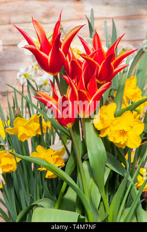 Les tulipes dans Aladdin une frontière avec narcissus Quail. Fleurs en forme de gobelet rouge avec des bords jaunes appartenant à la lys fleur de tulipes groupe Division 6 Banque D'Images