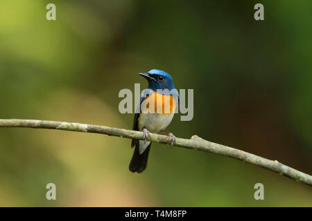 À la façade bleu blue flycatcher, Lacedo hoevelli, homme, Western Ghats, India. Banque D'Images