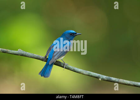 À la façade bleu blue flycatcher, Lacedo hoevelli, homme, Western Ghats, India. Banque D'Images