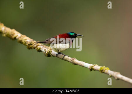 Crimson soutenu sunbird, minima Leptocoma, homme, Western Ghats, India. Banque D'Images