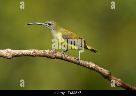 Peu spiderhunter Arachnothera longirostra,, Western Ghats, India, Inde. Banque D'Images