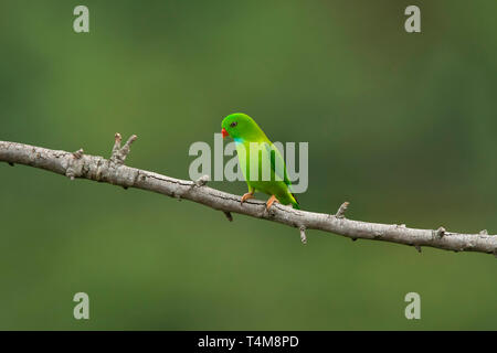 Hanging parrot, Vernal Loriculus vernalis montagnes nilgiri, Western Ghats, Tamil Nadu, Inde. Banque D'Images
