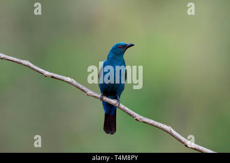 Fée asiatique-bluebird, Irena puella, femme, montagnes de Nilgiri, Western Ghats, Tamil Nadu, Inde. Banque D'Images