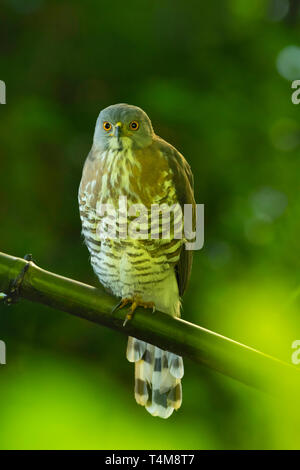 Autour des palombes Accipiter, Juv à trivirgatus, montagnes de Nilgiri, Western Ghats, Tamil Nadu, Inde. Banque D'Images
