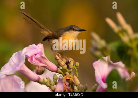 Prinia cendrée Prinia, socialis, Pune, Maharashtra, Inde. Banque D'Images