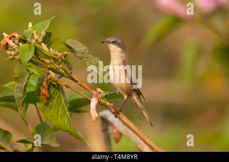Fauvette grisette Sylvia curruca, moindre, Pune, Maharashtra, Inde. Banque D'Images