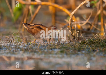 Little Crake Porzana parva,, Pune, Maharashtra, Inde. Banque D'Images