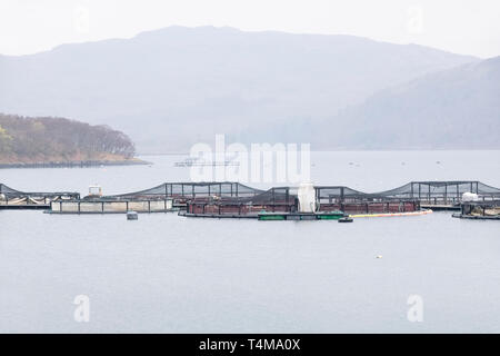 Ferme de poissons filets de saumon flotteurs cages dans l'eau de mer de l'environnement de la côte l'agriculture biologique à Loch Melfort Arygll Scotland UK Banque D'Images