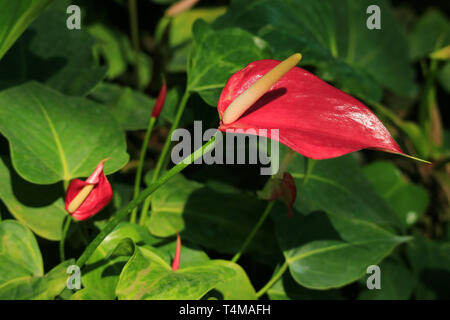 Fermé Rouge Vibrant Flamingo fleur dans la lumière du soleil Banque D'Images