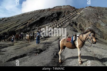 Un cheval près de bouche Bromo, un volcan actif et une partie de l'Tengger massif, dans l'Est de Java, Indonésie. À 2 329 mètres (7 641 ft). Banque D'Images