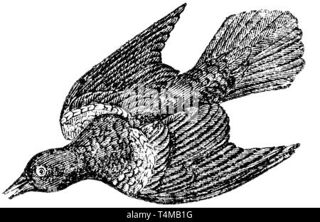 Couper du bois gravé, illustration tirée de "Le Trésor de l'Histoire Naturelle" par Samuel Maunder, publié 1848 Banque D'Images