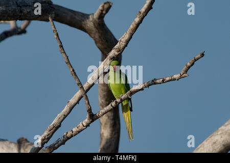 Héron pourpré. Psittacula krameri. Seul adulte en arbre mort. Le Sri Lanka. Banque D'Images