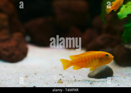 Poissons, Saulos Mbuna, femme de l'incubation des œufs - Pseudotropheus saulosi, des maternelles, Cichlidae du lac Malawi, Afrique, Banque D'Images