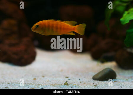 Poissons, Saulos's Mbuna, homme de Pseudotropheus saulosi, Cichlidae, lac Malawi, Afrique Banque D'Images