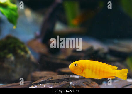 Poissons, Saulos Mbuna, femme de l'incubation des œufs - Pseudotropheus saulosi, des maternelles, Cichlidae du lac Malawi, Afrique, Banque D'Images