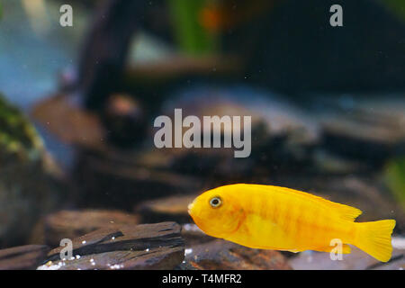 Poissons, Saulos Mbuna, femme de l'incubation des œufs - Pseudotropheus saulosi, des maternelles, Cichlidae du lac Malawi, Afrique, Banque D'Images