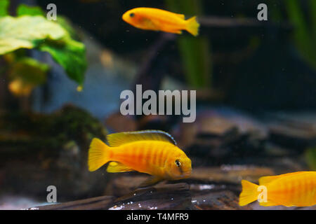 Poissons, Saulos's Mbuna, homme de Pseudotropheus saulosi, Cichlidae, lac Malawi, Afrique Banque D'Images