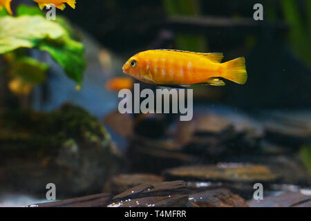 Poissons, Saulos's Mbuna, homme de Pseudotropheus saulosi, Cichlidae, lac Malawi, Afrique Banque D'Images