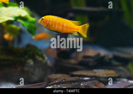 Poissons, Saulos's Mbuna, homme de Pseudotropheus saulosi, Cichlidae, lac Malawi, Afrique Banque D'Images