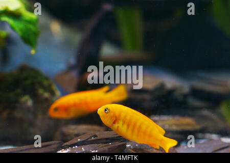 Poissons, Saulos Mbuna, femme de l'incubation des œufs - Pseudotropheus saulosi, des maternelles, Cichlidae du lac Malawi, Afrique, Banque D'Images