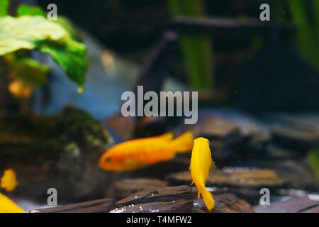 Poissons, Saulos's Mbuna, homme de Pseudotropheus saulosi, Cichlidae, lac Malawi, Afrique Banque D'Images