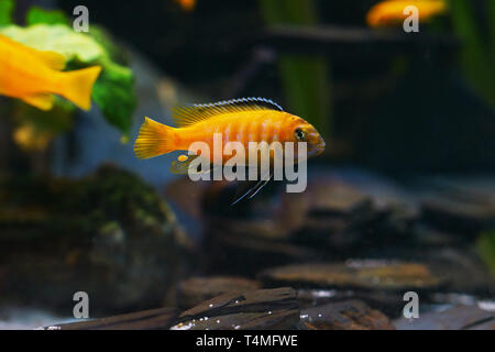 Poissons, Saulos's Mbuna, homme de Pseudotropheus saulosi, Cichlidae, lac Malawi, Afrique Banque D'Images