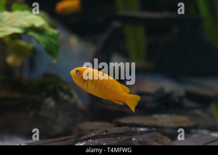 Poissons, Saulos Mbuna, femme de l'incubation des œufs - Pseudotropheus saulosi, des maternelles, Cichlidae du lac Malawi, Afrique, Banque D'Images