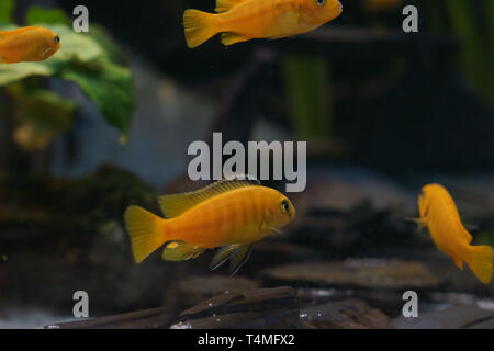 Poissons, Saulos's Mbuna, homme de Pseudotropheus saulosi, Cichlidae, lac Malawi, Afrique Banque D'Images